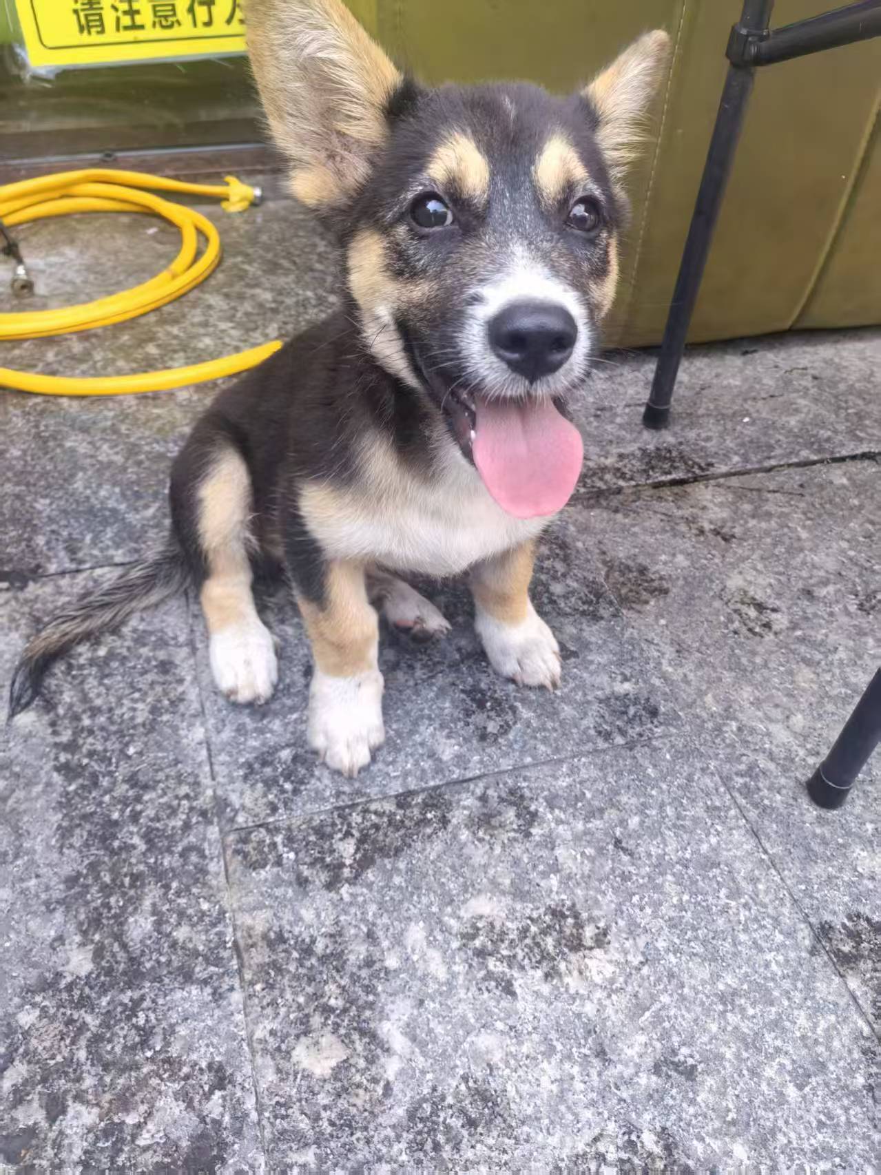 狗狗寻主