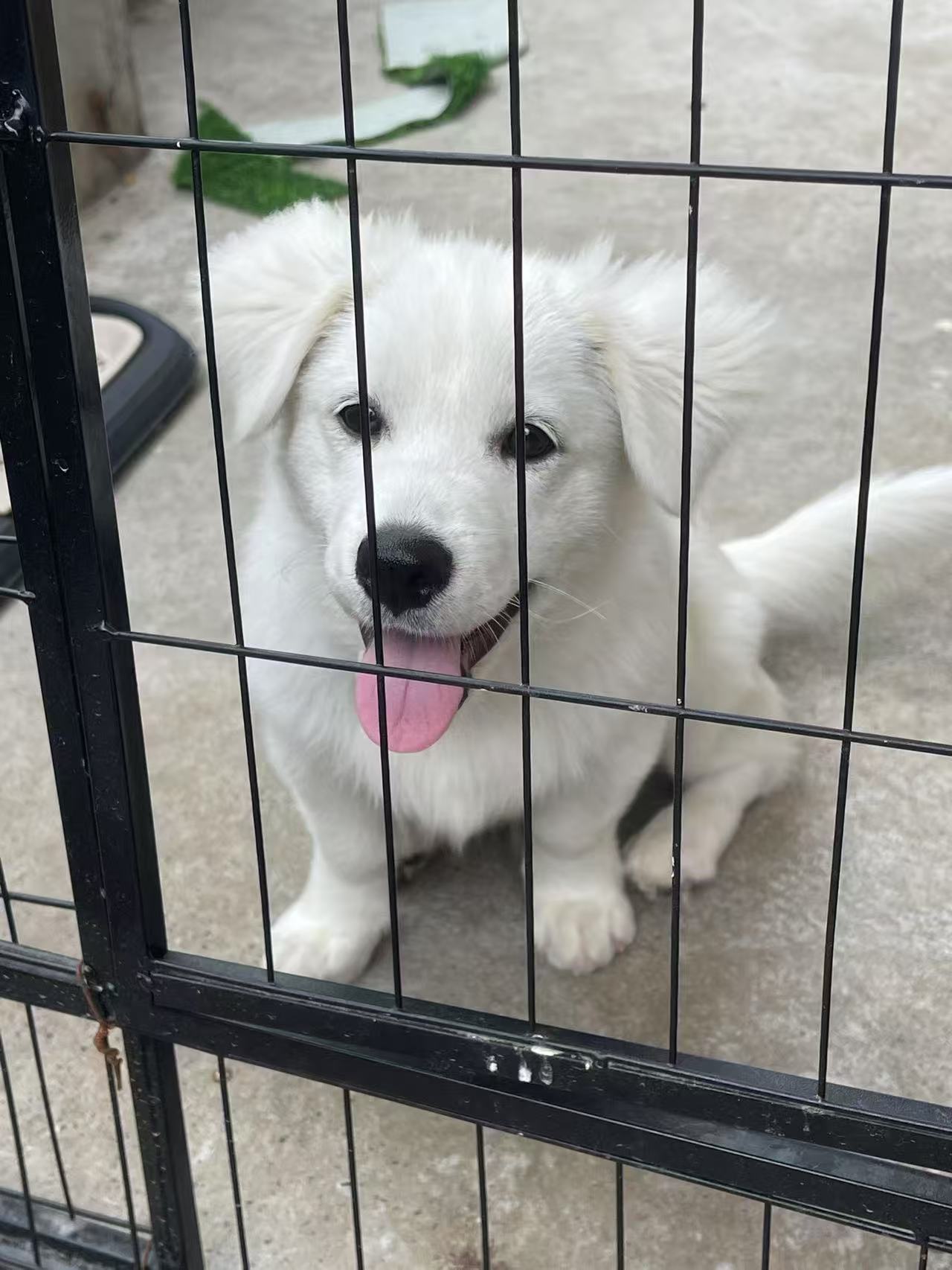 【送狗啦】